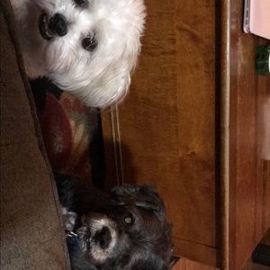 Meet your Posher, Maggie